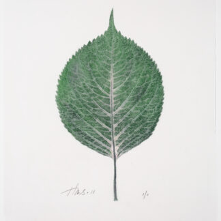 Heather Sandifer, "Shapely Hydrangea, Cat. 0102," mixed media on vellum paper