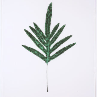 Heather Sandifer, "Deep Teal Phlebotium Fern, Cat. 151," mixed media on vellum paper