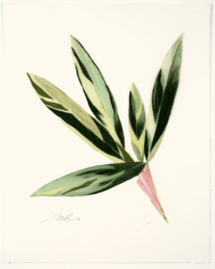 Heather Sandifer, "Cordyline, Cat. 118," mixed media on vellum paper
