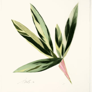 Heather Sandifer, "Cordyline, Cat. 118," mixed media on vellum paper