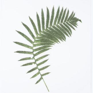 Heather Sandifer, "Bending Ostrich fern, Cat. 150," mixed media on vellum paper