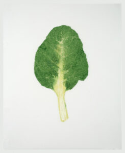 Heather Sandifer, "A Chard Of Modest Means, Cat. 0117," mixed media on vellum paper