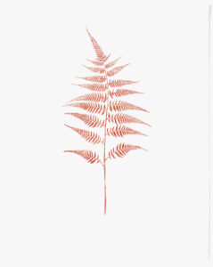 Heather Sandifer, "Toile Fern II, Cat. 149," mixed media on vellum paper