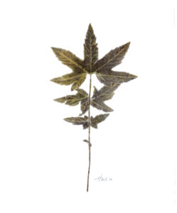 Heather Sandifer, "Aconitum, Green, Cat. 092," mixed media on vellum paper