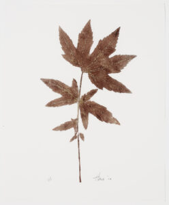 Heather Sandifer, "Aconitum, Brown, Cat. 093," mixed media on vellum paper
