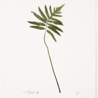 Heather Sandifer, "Arching Onoclea Fern, Cat. 0110A," mixed media on vellum paper