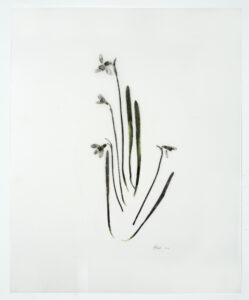 Heather Sandifer, "Galanthus (Snowdrop), Cat. 01A," mixed media on vellum paper