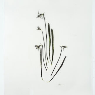 Heather Sandifer, "Galanthus (Snowdrop), Cat. 01A," mixed media on vellum paper