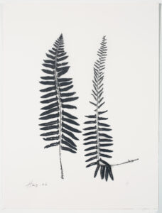 Heather Sandifer, "Polystichum Fern Pair, Cat. 6," mixed media on vellum paper