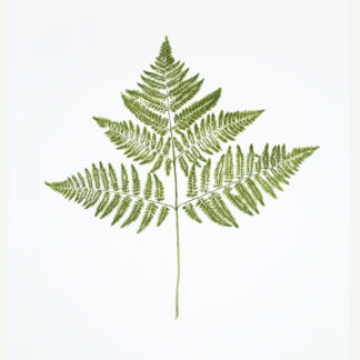 Heather Sandifer, "Bracken Fern, Cat. 137," mixed media on vellum paper