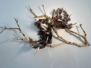 Donna Forma, "Awww... Those Wonderful First signs of Spring," steamed and bent wood leaves, soil, thread, bark paper , branch