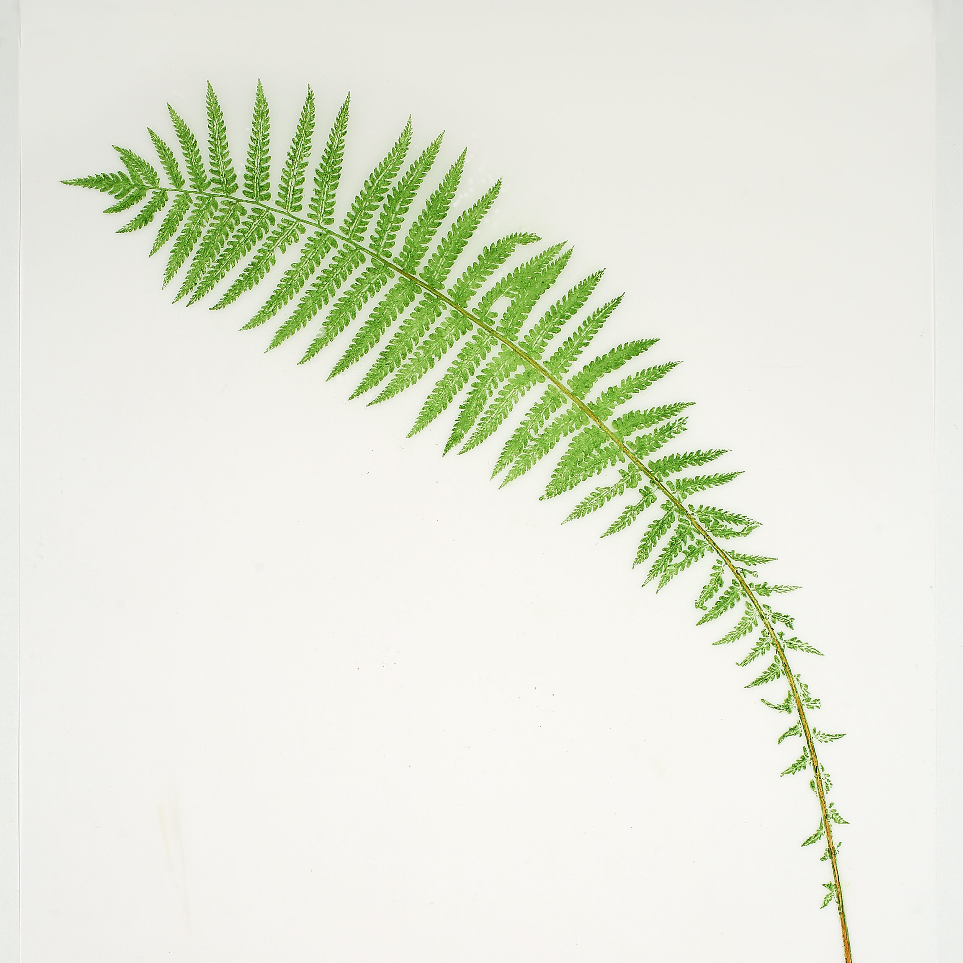 Heather Sandifer, "Leaning Fern, Ostrich Fern, Cat. 0116," mixed media on vellum paper