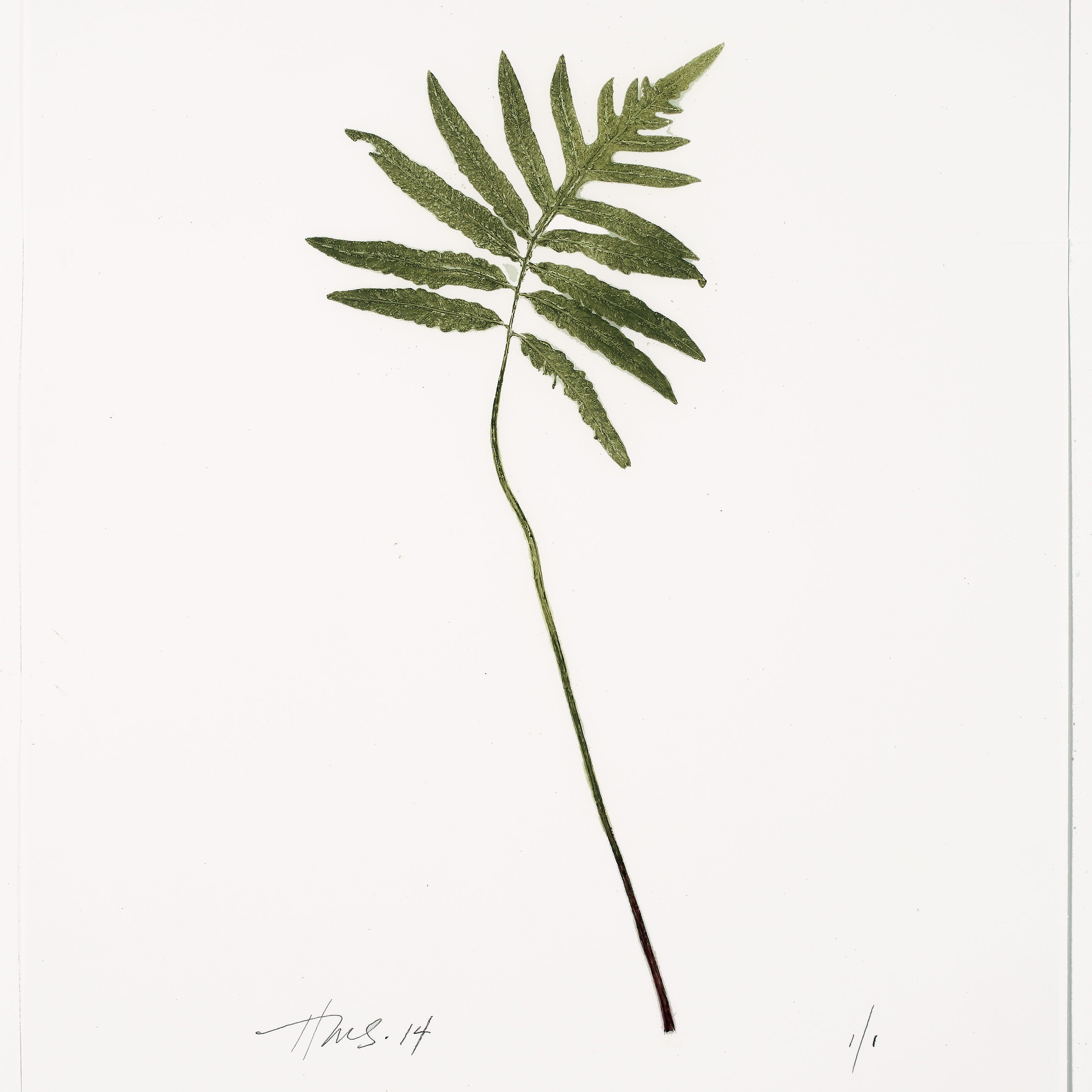 Heather Sandifer, "Arching Onoclea Fern, Cat. 0110A," mixed media on vellum paper