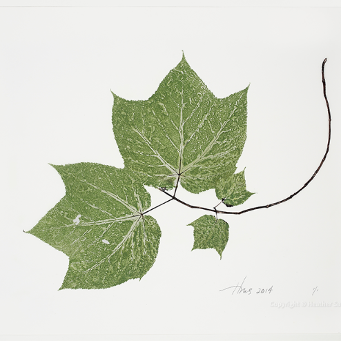 Heather Sandifer, "Moosewood Branch, Cat. 110," mixed media on vellum paper