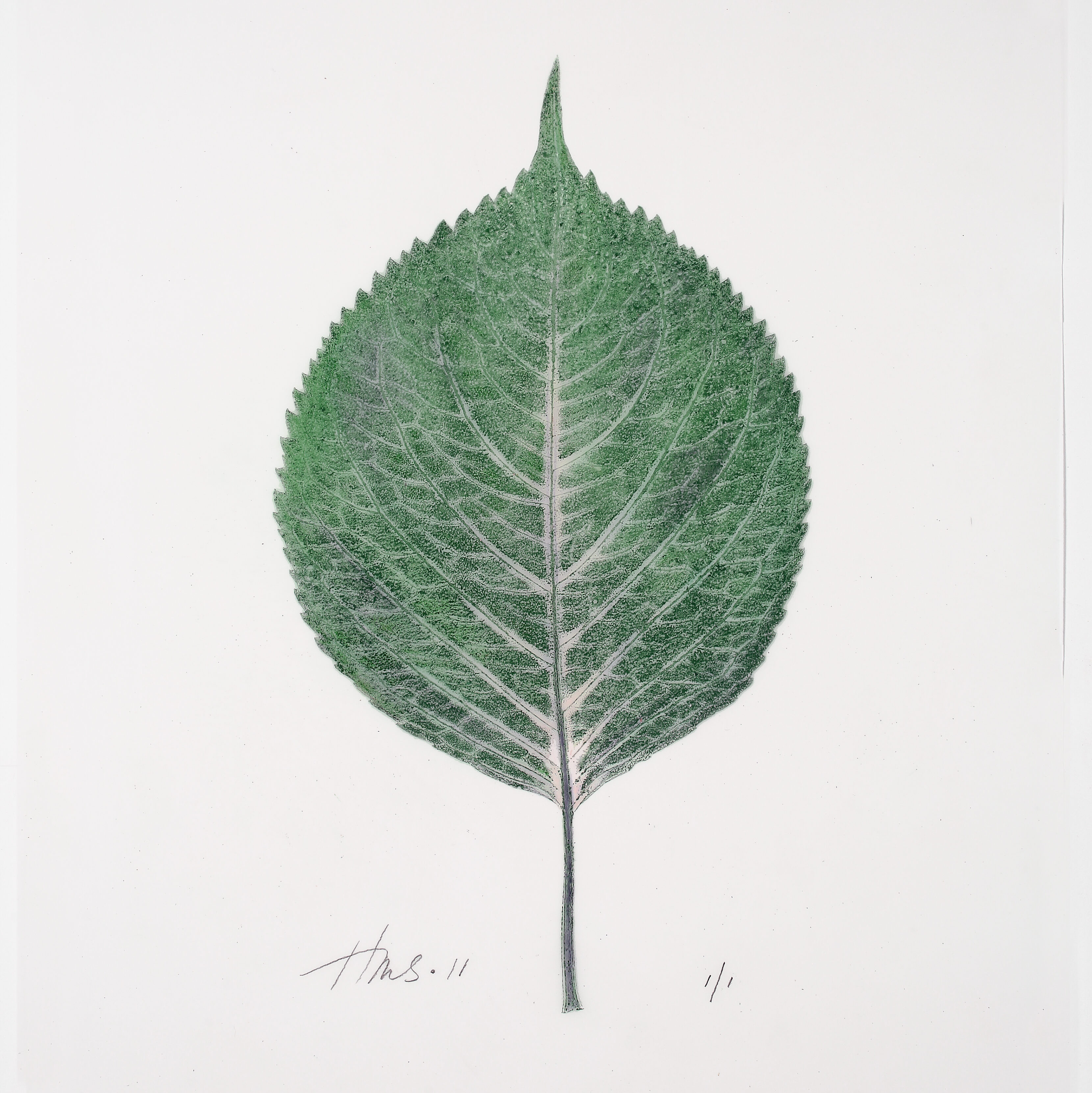 Heather Sandifer, "Shapely Hydrangea, Cat. 0102," mixed media on vellum paper