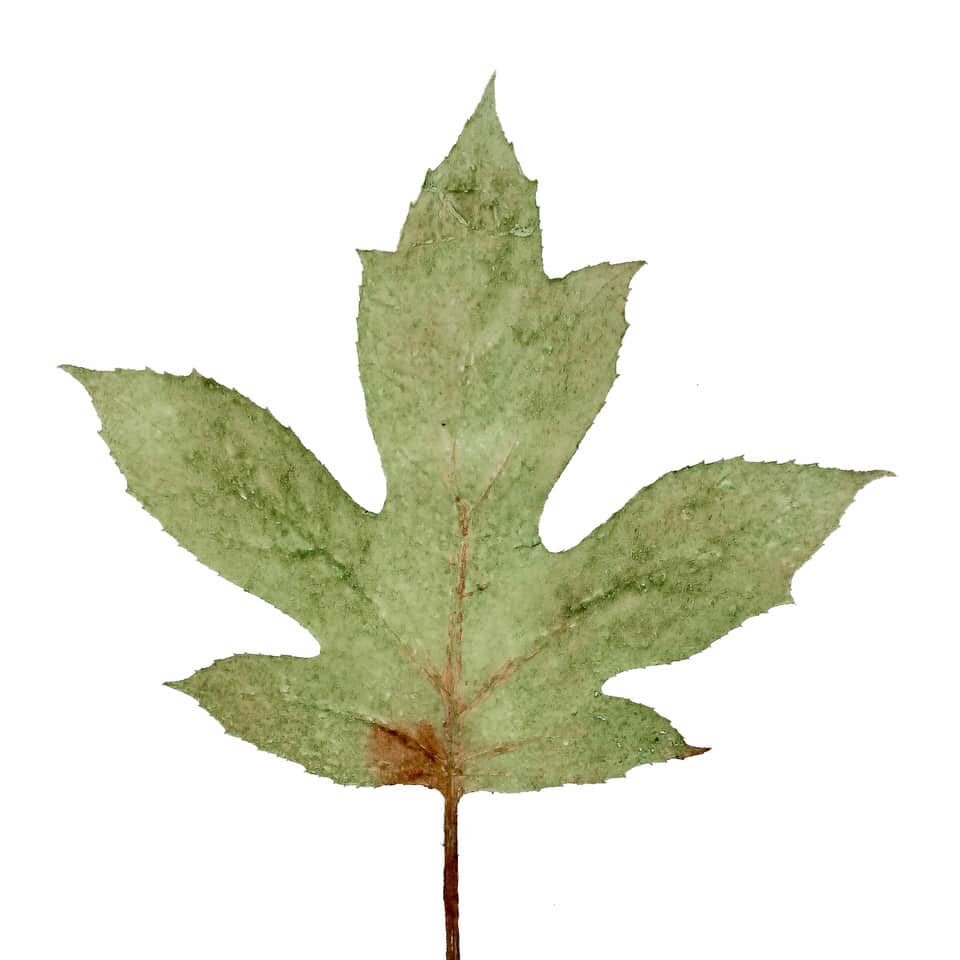Oak Leaf Hydrangea, Leaf Front, Cat. 0104