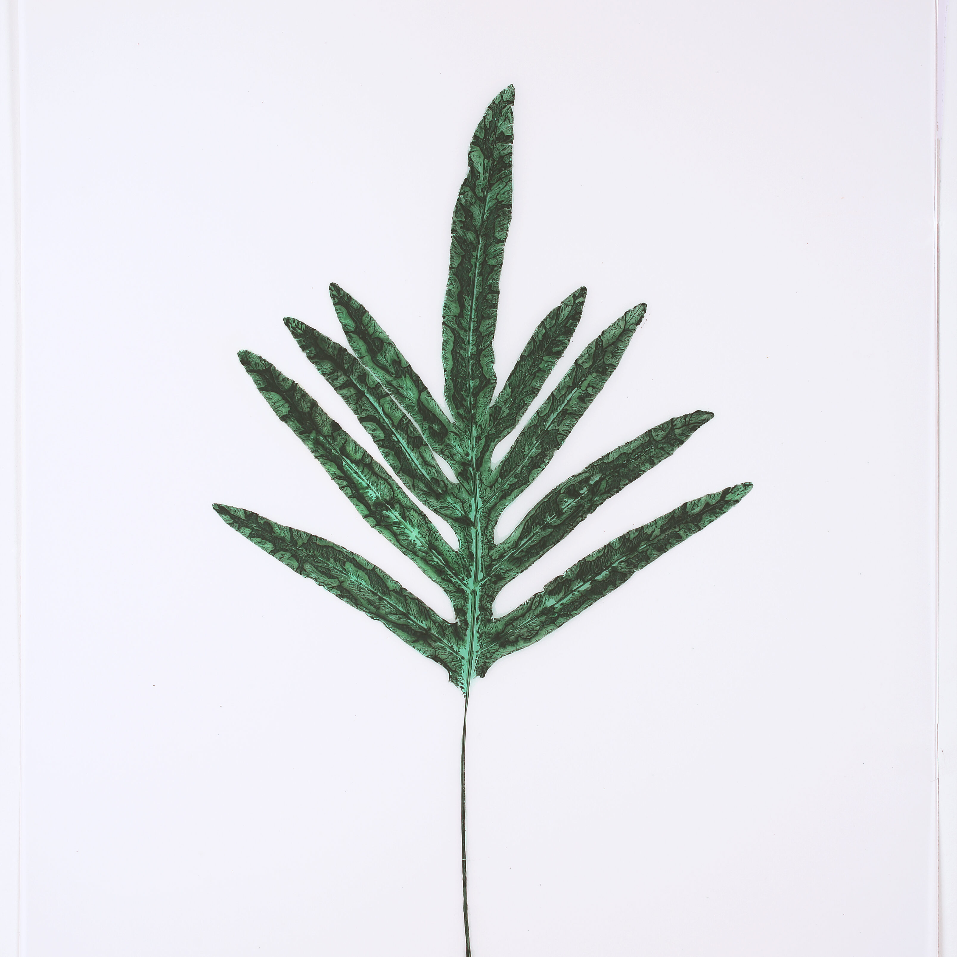 Heather Sandifer, "Deep Teal Phlebotium Fern, Cat. 151," mixed media on vellum paper