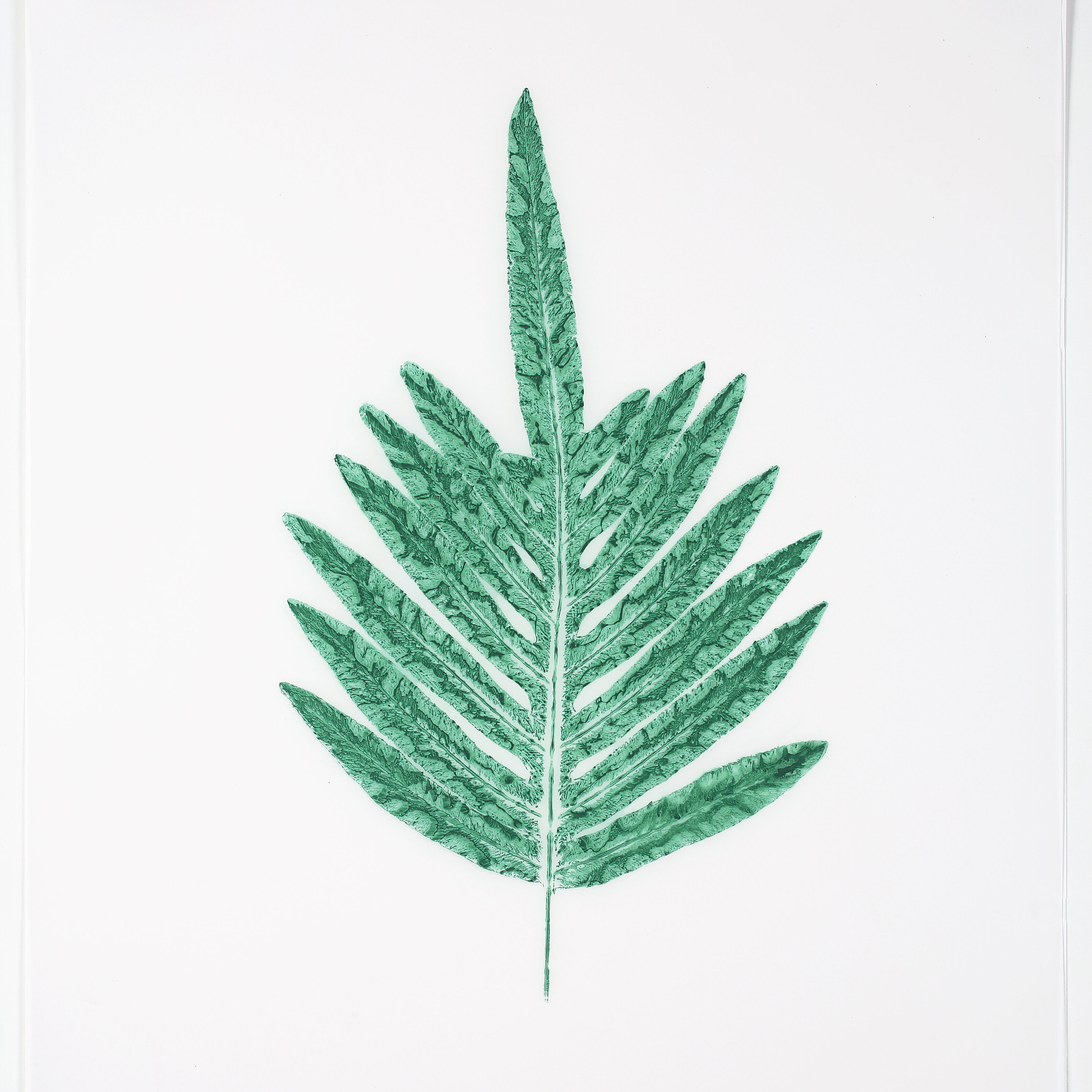 Heather Sandifer, "Deep Aqua Phlebotium Fern, Cat. 157," mixed media on vellum paper