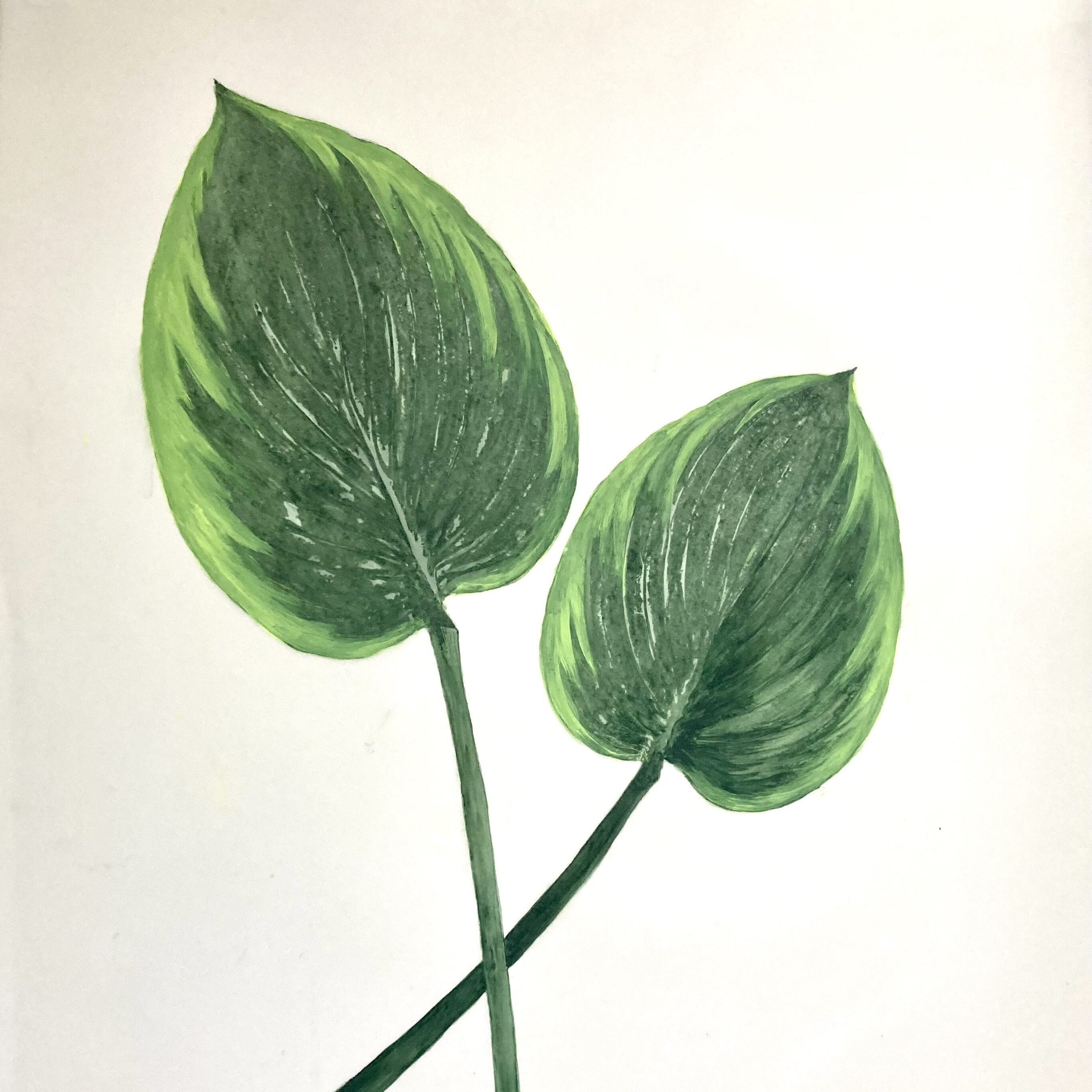 Heather Sandifer, "Limelights, Cat. 155, Hosta Pair," mixed media on vellum paper
