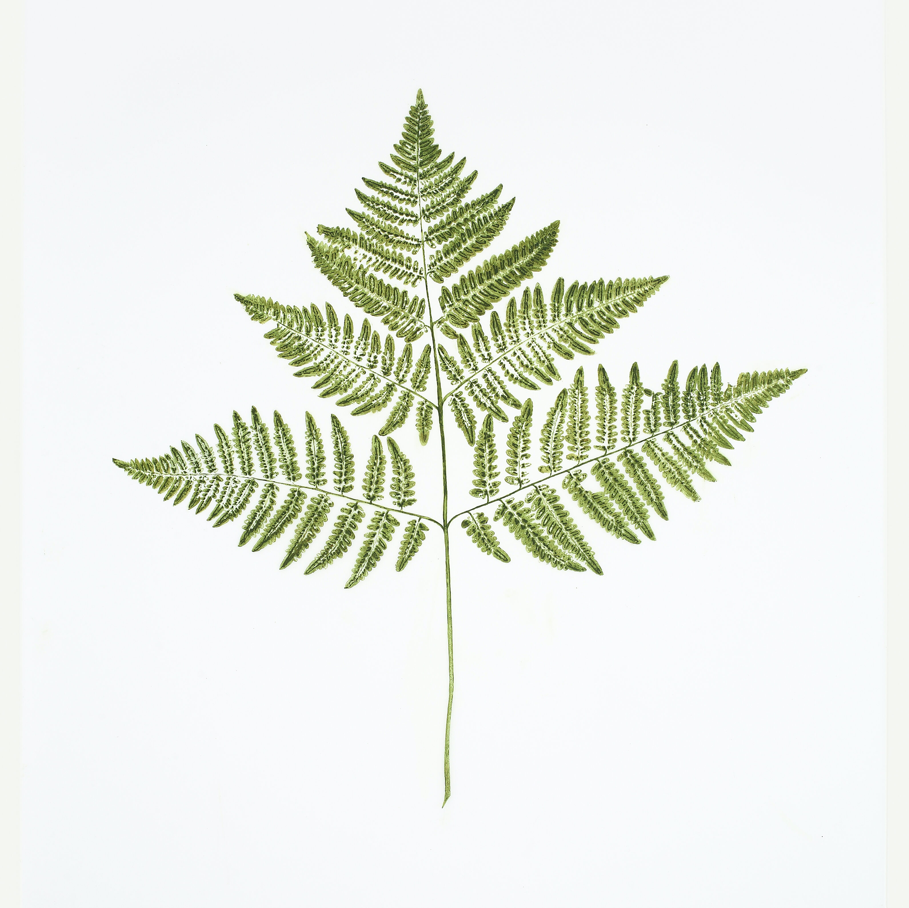 Heather Sandifer, "Bracken Fern, Cat. 137," mixed media on vellum paper
