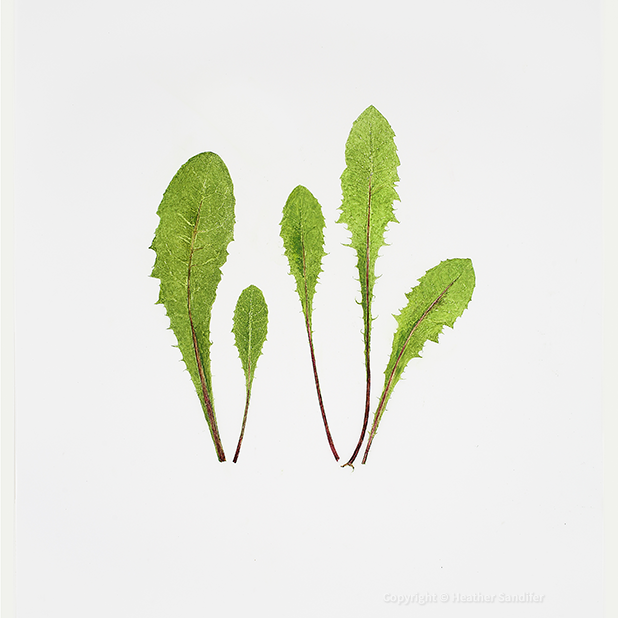 Heather Sandifer, "Dandelion Greens Cat. 130," mixed media on vellum paper
