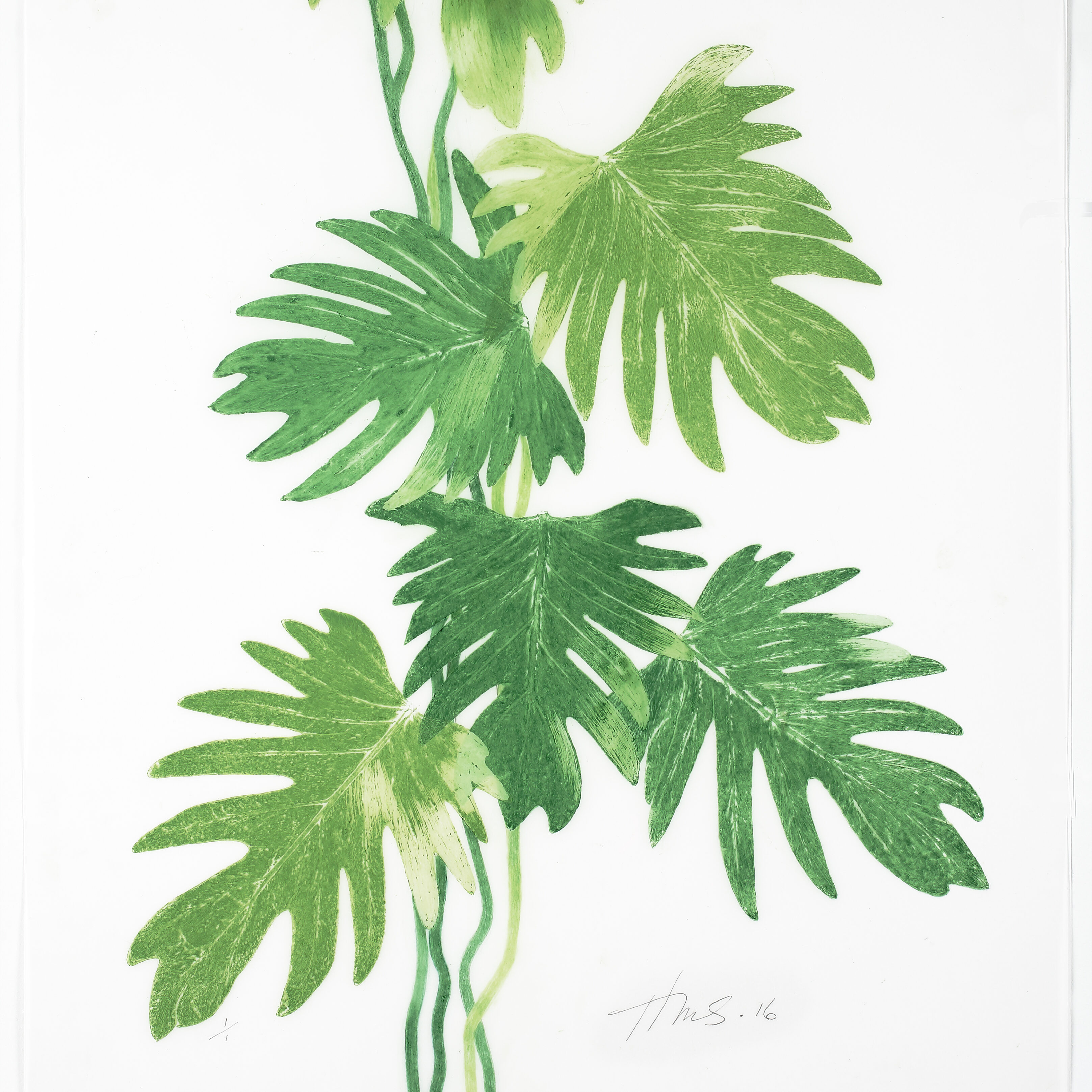 Heather Sandifer, "Climbing Vine (Philodendron), Cat. 116," mixed media on vellum paper