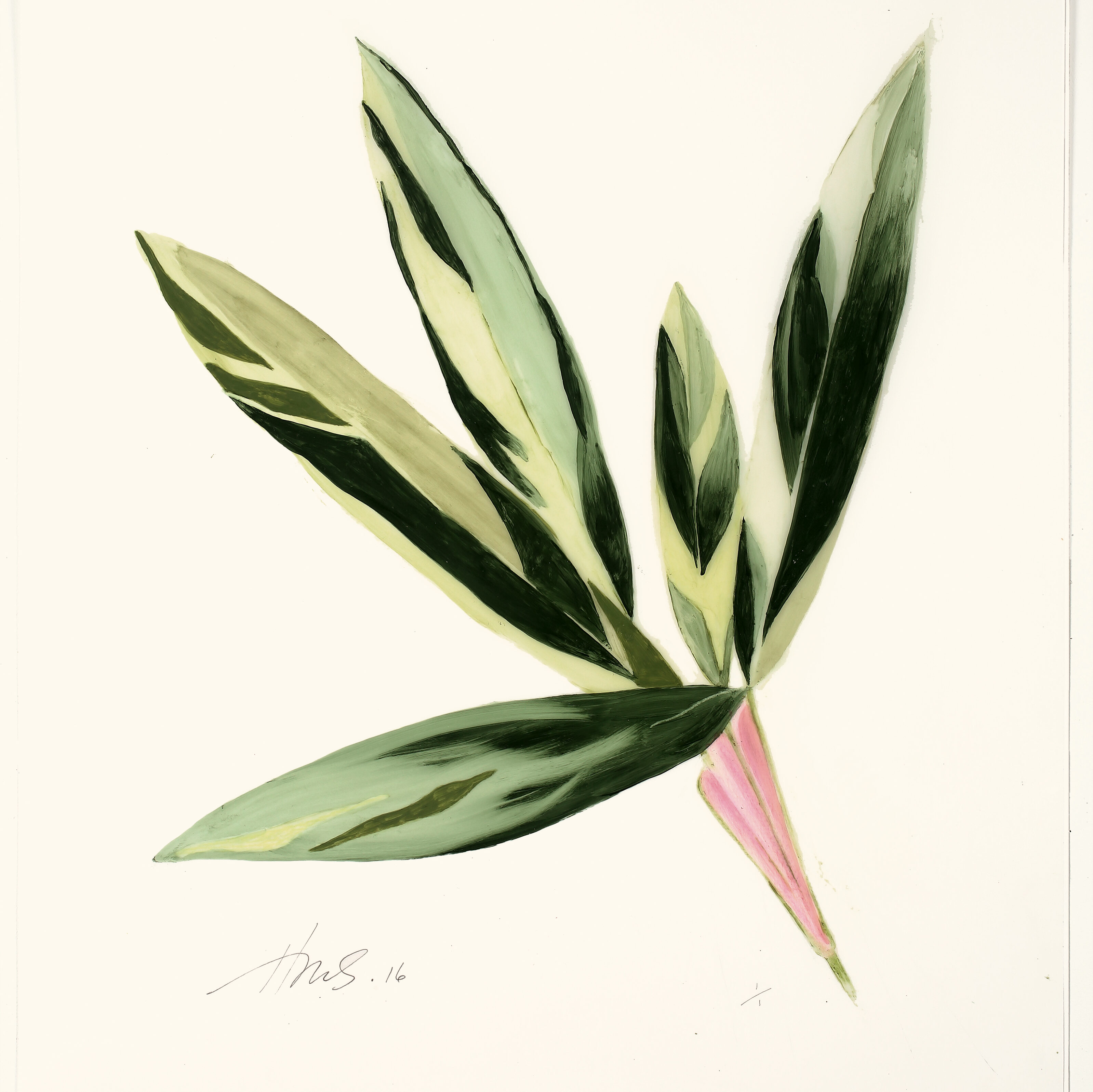 Heather Sandifer, "Cordyline, Cat. 118," mixed media on vellum paper