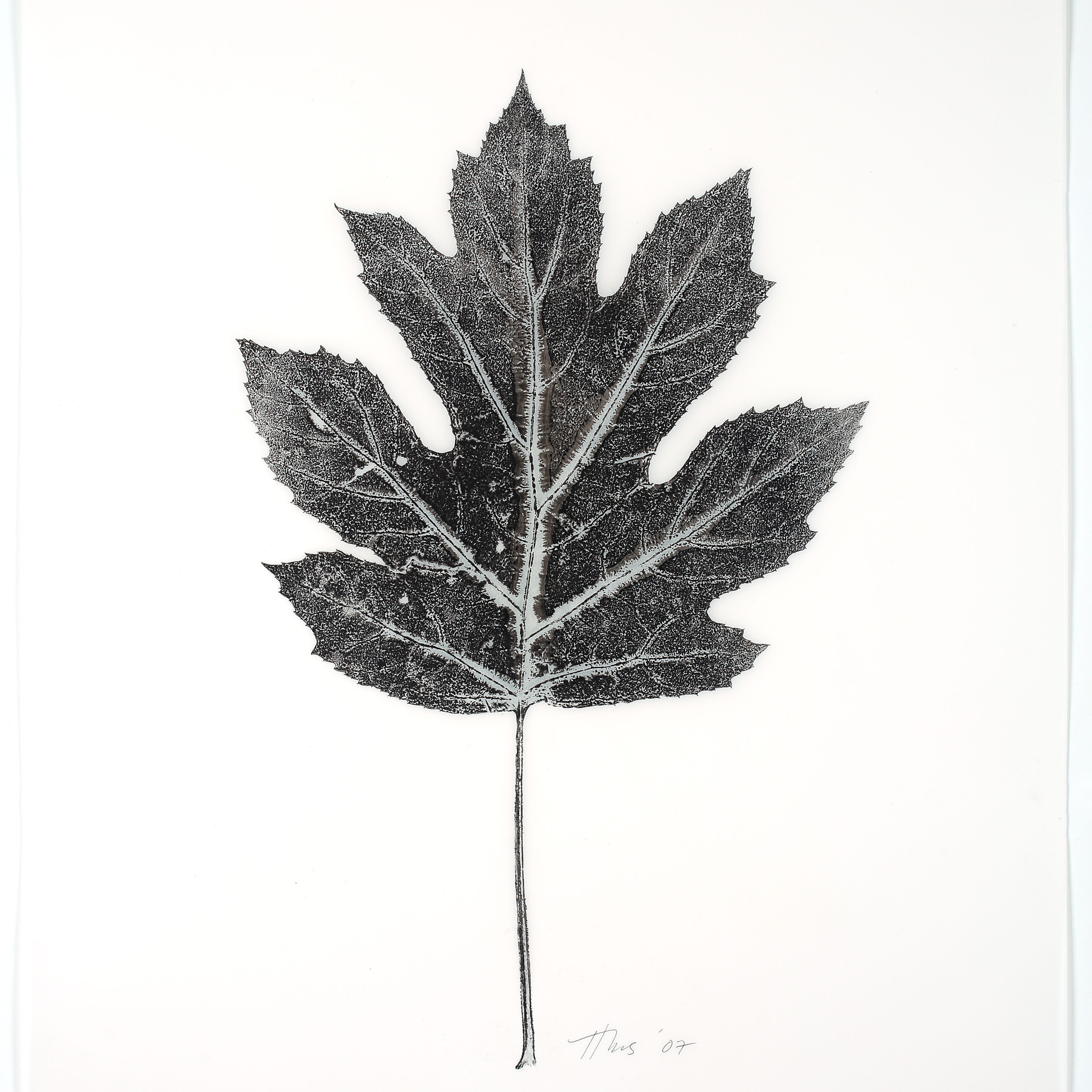 Heather Sandifer, "Oak Leaf Giant, Cat. 37," mixed media on vellum paper