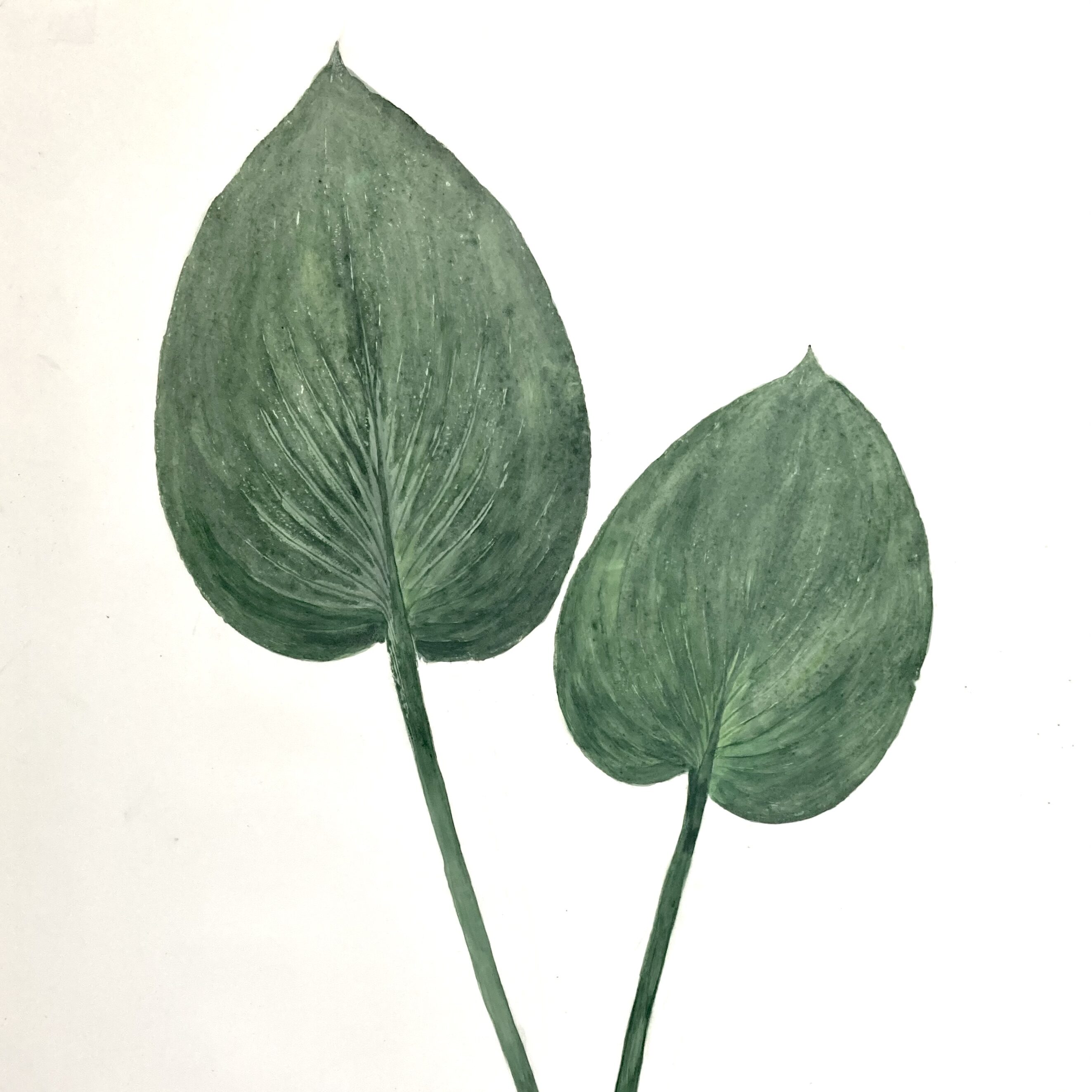 Heather Sandifer, "Ocean, Cat. 155, Hosta Pair," mixed media on vellum paper