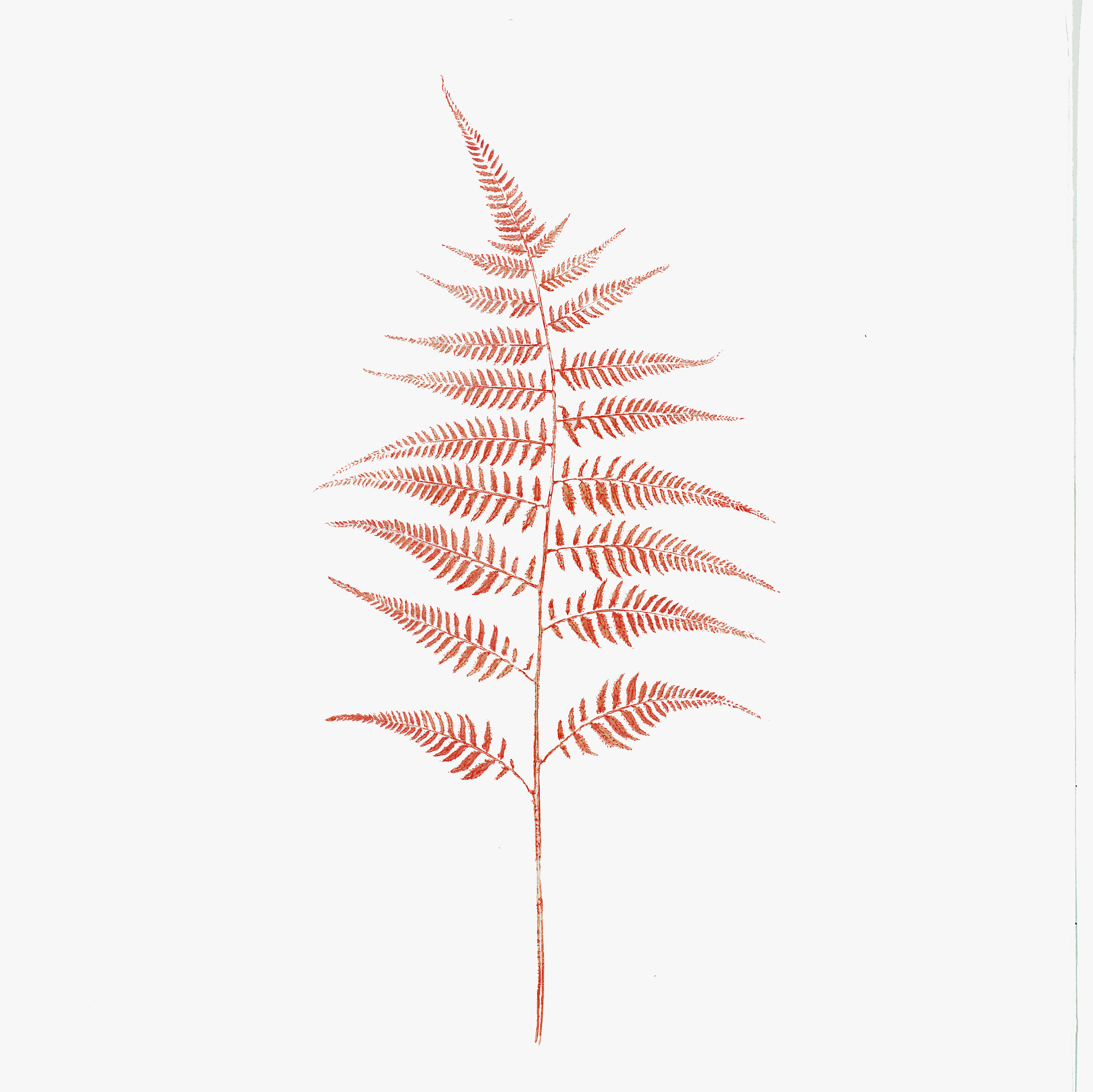 Heather Sandifer, "Toile Fern II, Cat. 149," mixed media on vellum paper