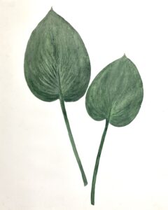Heather Sandifer, "Ocean, Cat. 155, Hosta Pair," mixed media on vellum paper