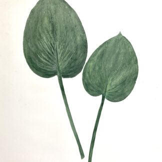 Heather Sandifer, "Ocean, Cat. 155, Hosta Pair," mixed media on vellum paper