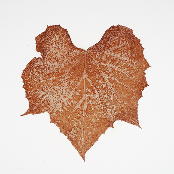 Heather Sandifer, "Vitis Rusticus, Cat. 141," mixed media on vellum paper